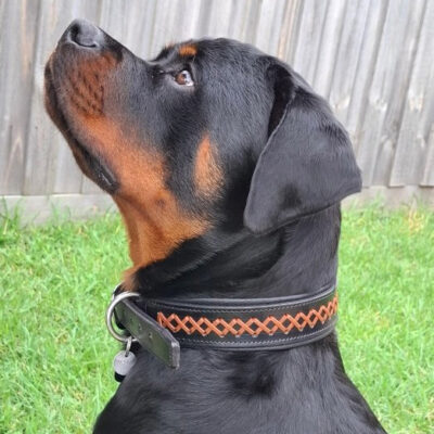 Wagner's Lacing Collar